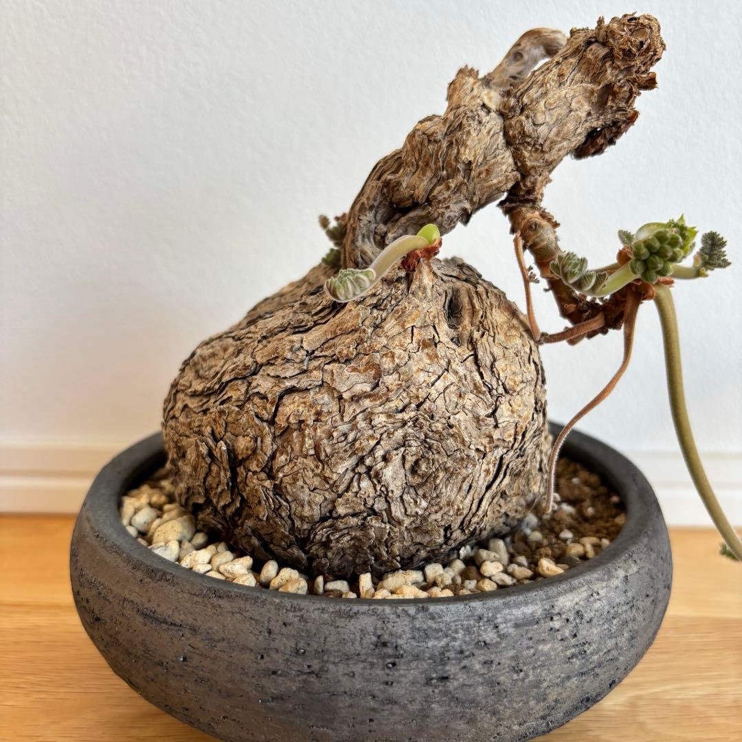 ペラルゴニウム トリステ みやび鉢 発根済み 塊根植物 コーデックス現地株