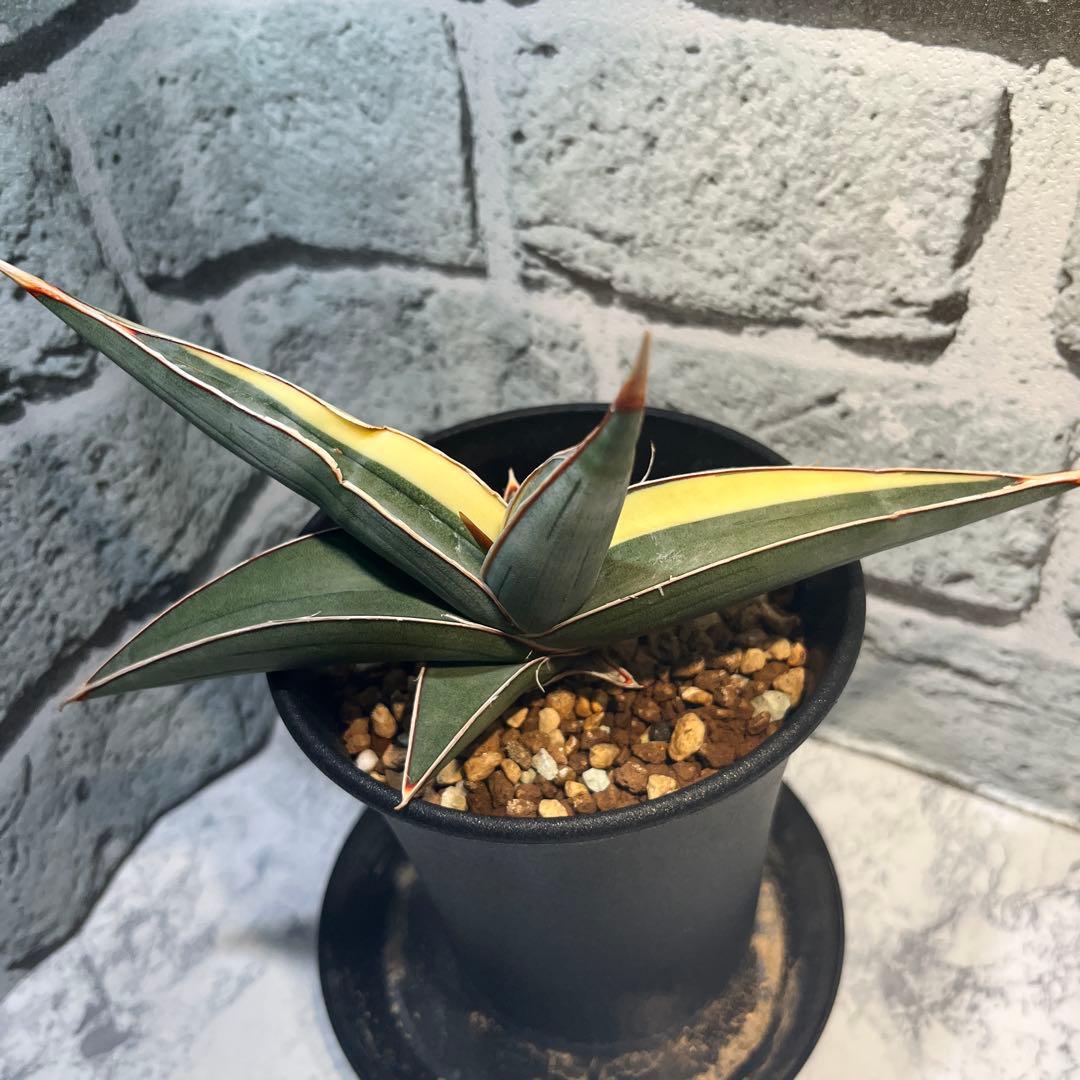 サンセベリア　ヨハネスブルク　斑入り　サンスベリア