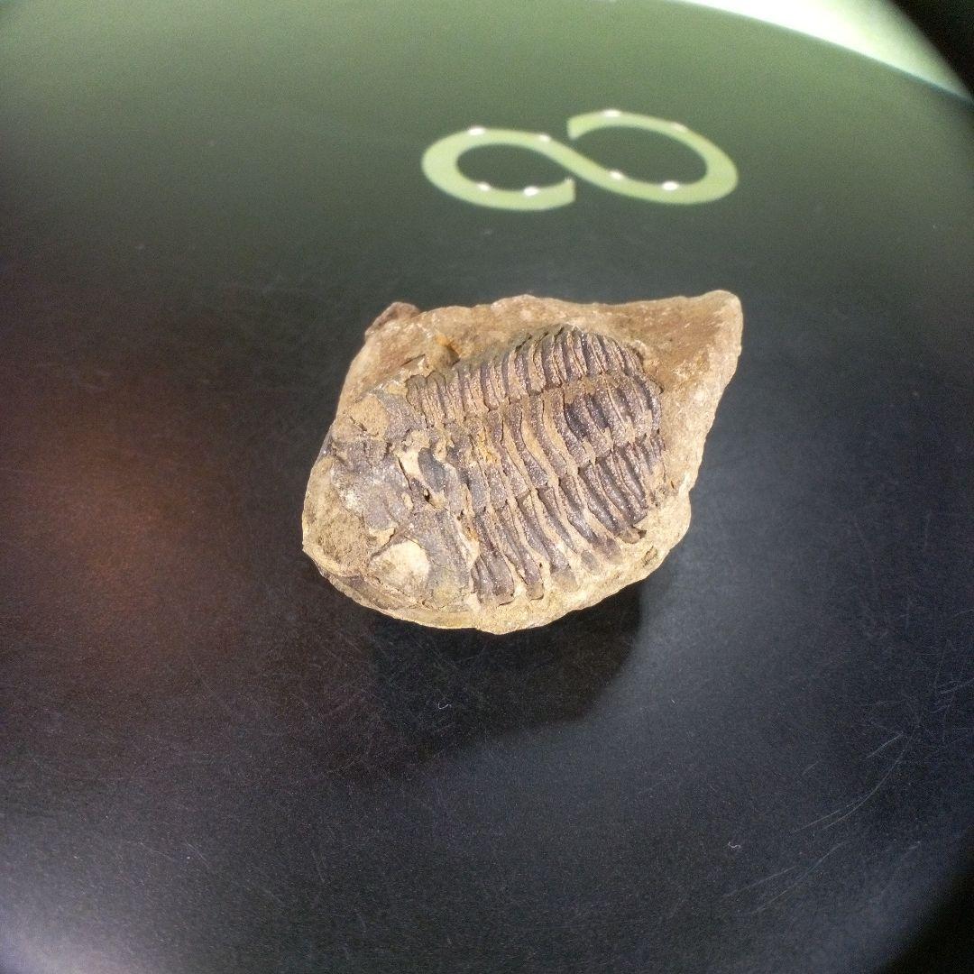 三葉虫　化石　ボリビア産　南アメリカ　trilobite　南米産fossil⑦