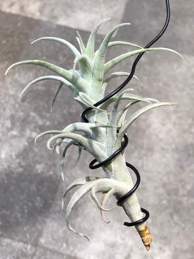 ティランジア・エディシアエ②