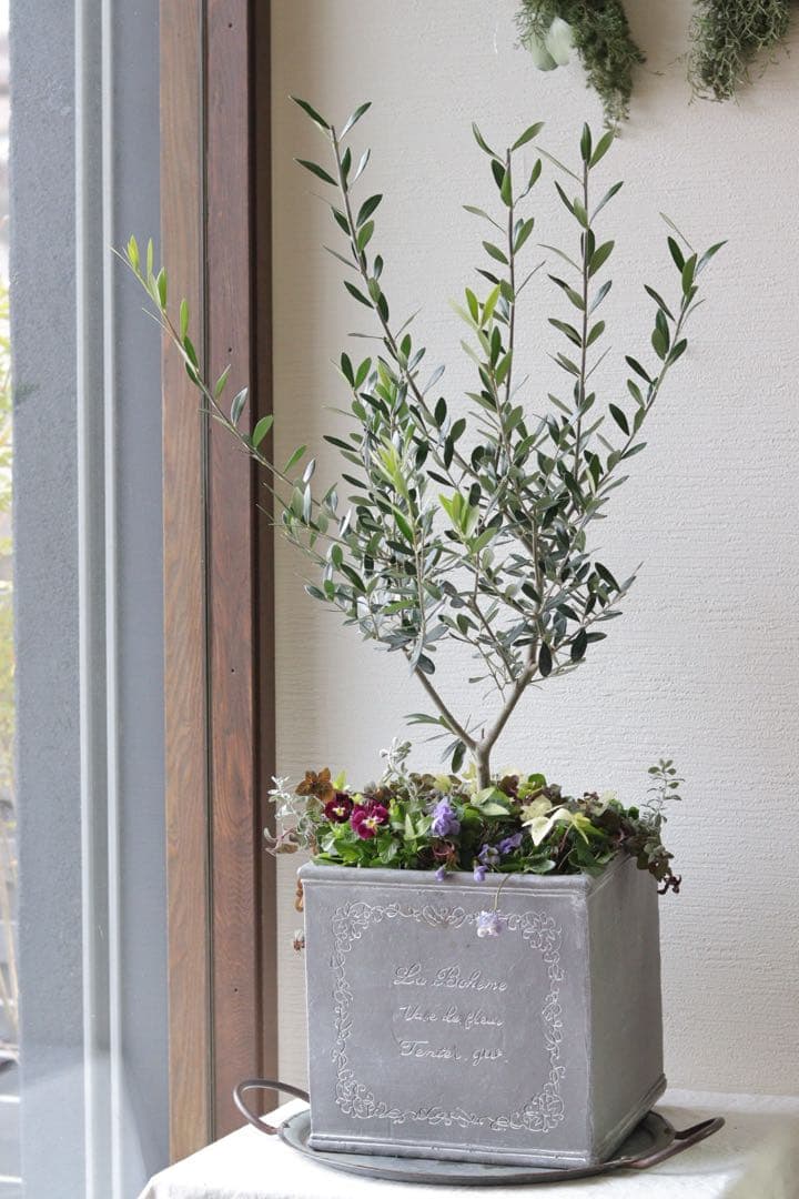 シンボルツリーに❤︎オリーブの株元寄せ植え