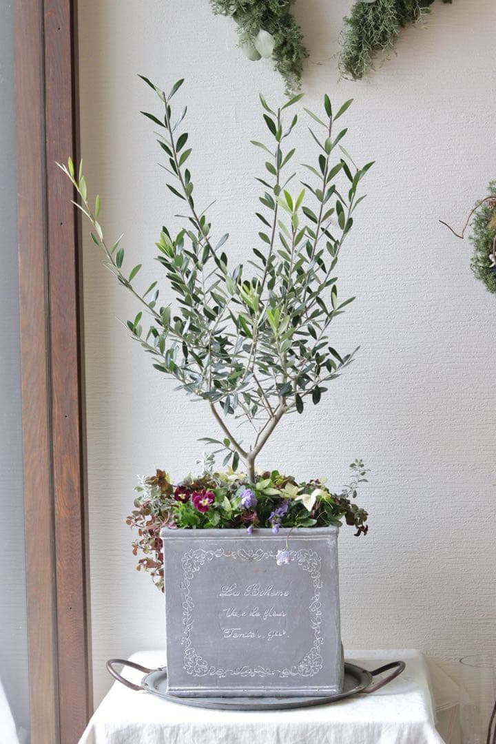 シンボルツリーに❤︎オリーブの株元寄せ植え