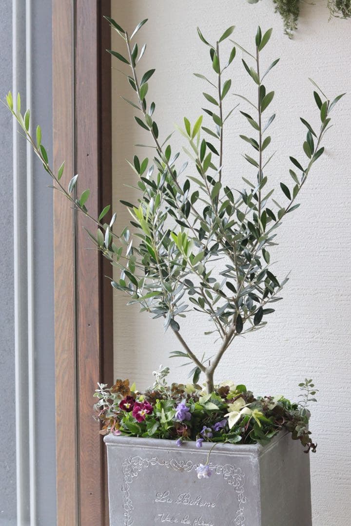 シンボルツリーに❤︎オリーブの株元寄せ植え
