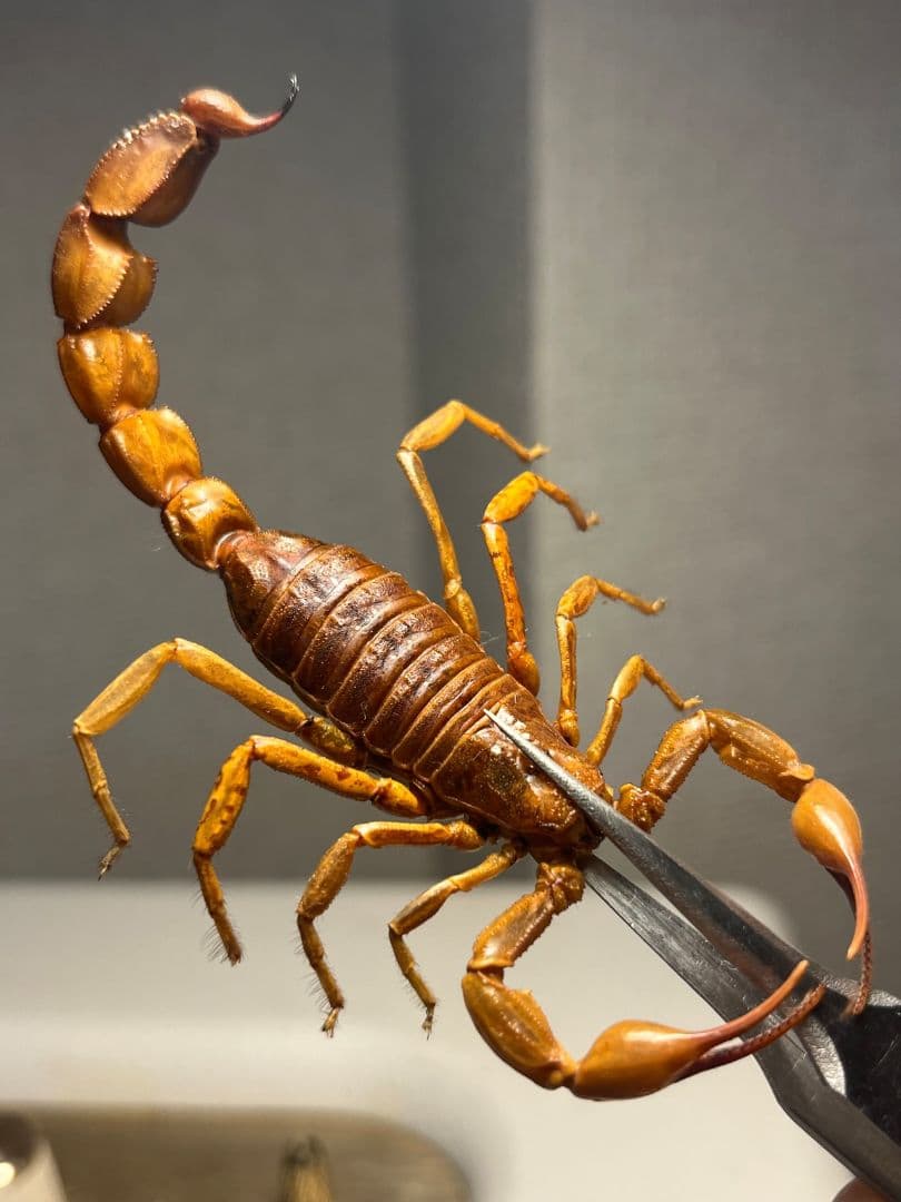 【標本】イエローファットテールスコーピオン 全長9cm程 タランチュラムカデ