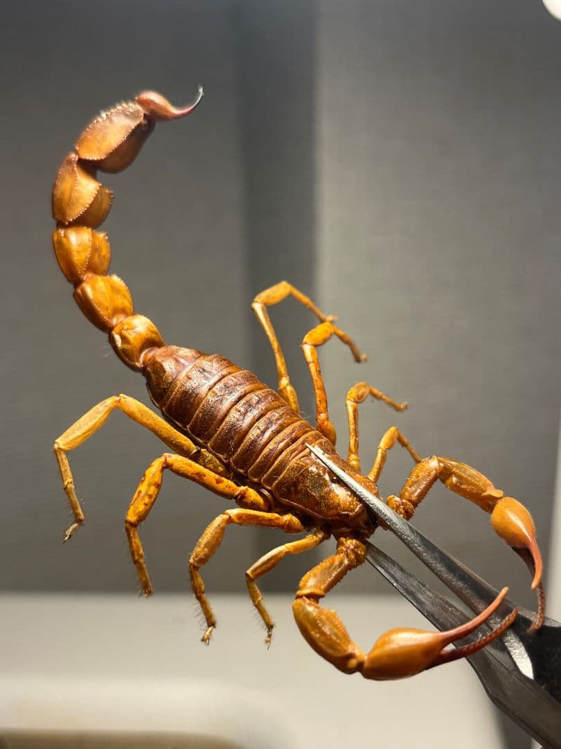 【標本】イエローファットテールスコーピオン 全長9cm程 タランチュラムカデ