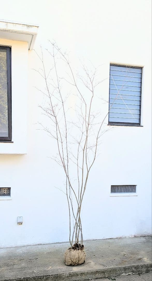 特大。至極。山採りドウダンツツジ。