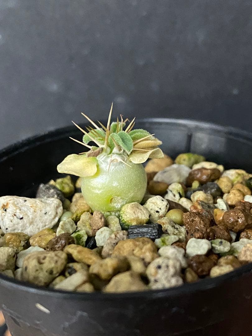 Nv08 パキポディウム ナマクアナム 実生