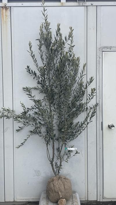 《現品》オリーブの木　シプレシーノ 樹高2.0ｍ（根鉢含まず）190【苗木/庭木