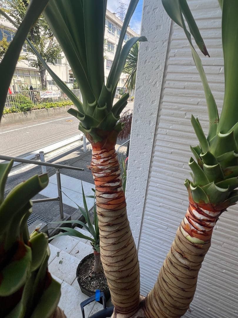 一生に一度出会えるか？ 【特別価格】極太ドラセナドラコ ※引き取り限定