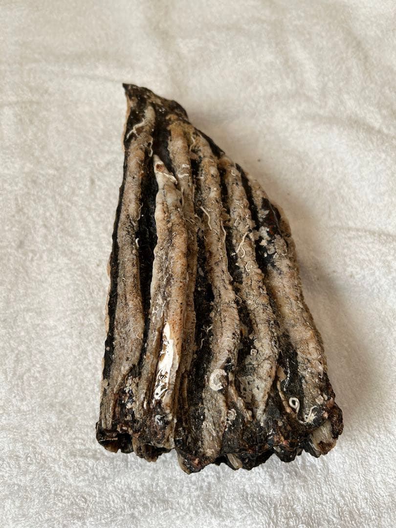 マンモス　ナウマンゾウ　化石　臼歯