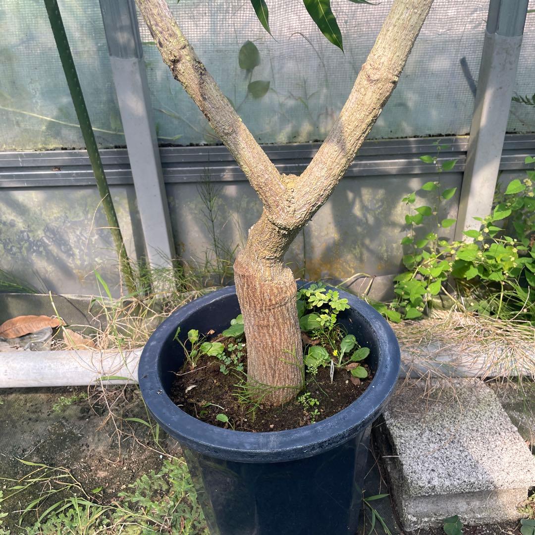 マンゴー苗　マハチャノック　特大　10号