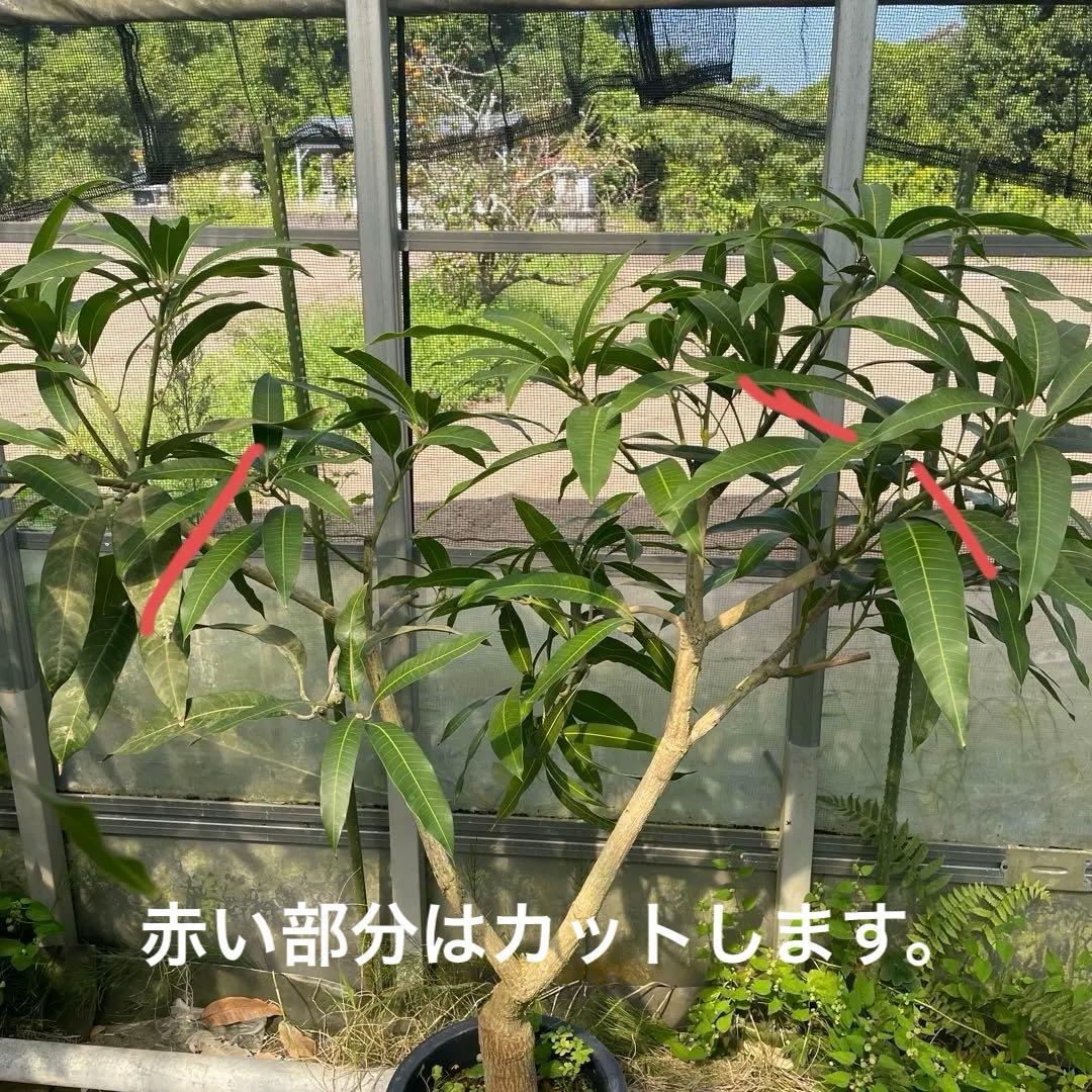マンゴー苗　マハチャノック　特大　10号