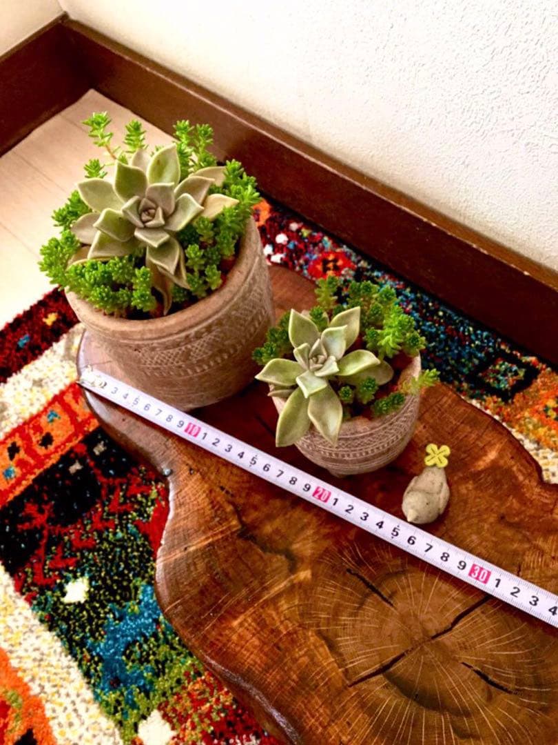 完売　　森で完全野生化！【朧月＊森村万年草】インドの可愛い鉢植え＊大小セットで！