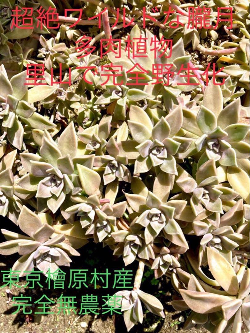 完売　　森で完全野生化！【朧月＊森村万年草】インドの可愛い鉢植え＊大小セットで！