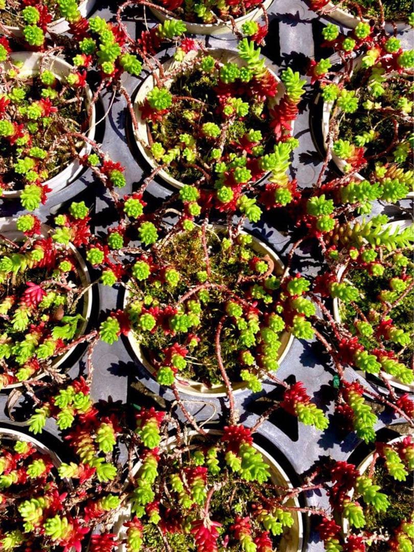 完売　　森で完全野生化！【朧月＊森村万年草】インドの可愛い鉢植え＊大小セットで！