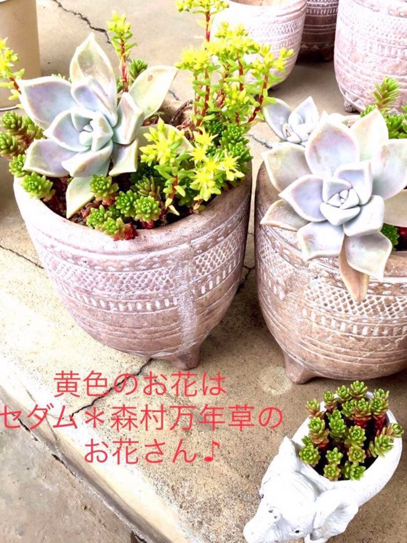 完売　　森で完全野生化！【朧月＊森村万年草】インドの可愛い鉢植え＊大小セットで！
