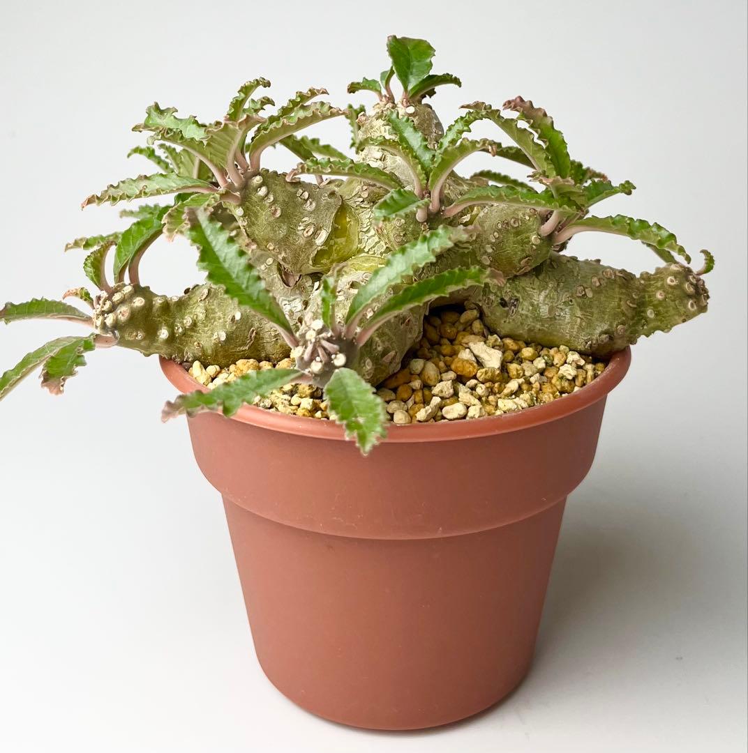 【レア/塊根植物】ドルステニア ラブラニー オス株（大株）鉢植え ③