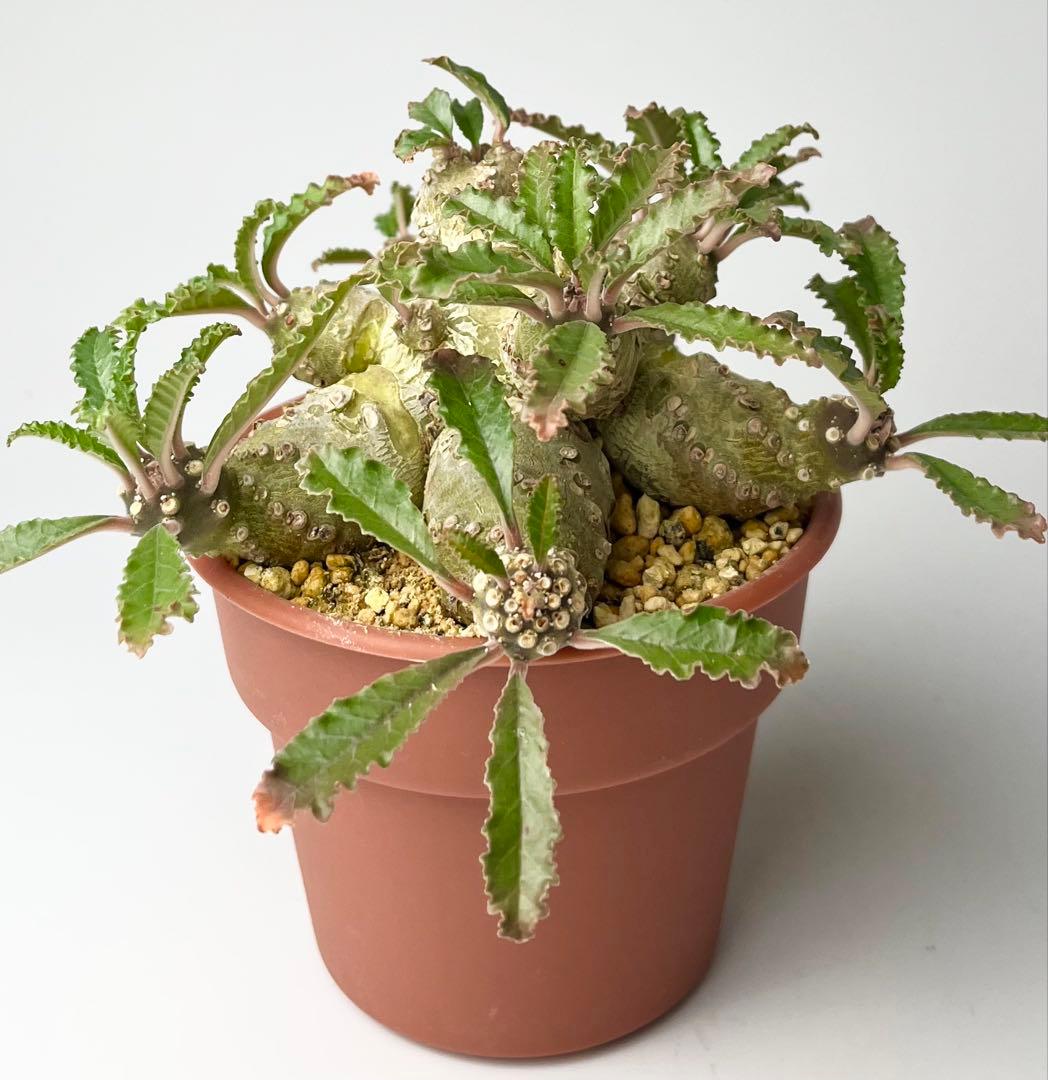 【レア/塊根植物】ドルステニア ラブラニー オス株（大株）鉢植え ③