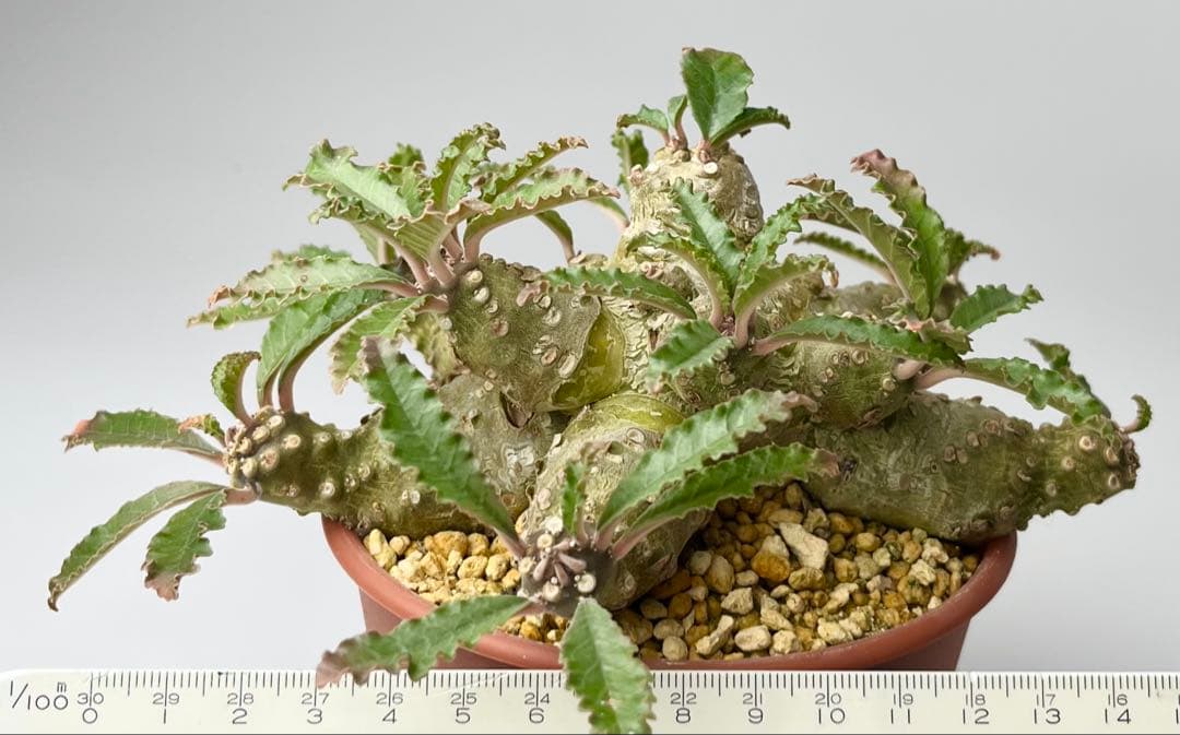 【レア/塊根植物】ドルステニア ラブラニー オス株（大株）鉢植え ③