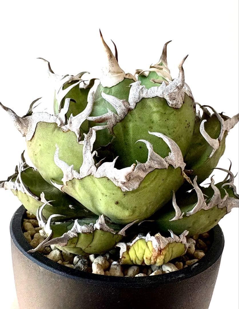 【SSS級、希少株】アガベ　チタノタ　シーザー　コレクション　うねり　陽炎