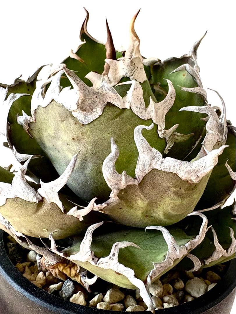 【SSS級、希少株】アガベ　チタノタ　シーザー　コレクション　うねり　陽炎