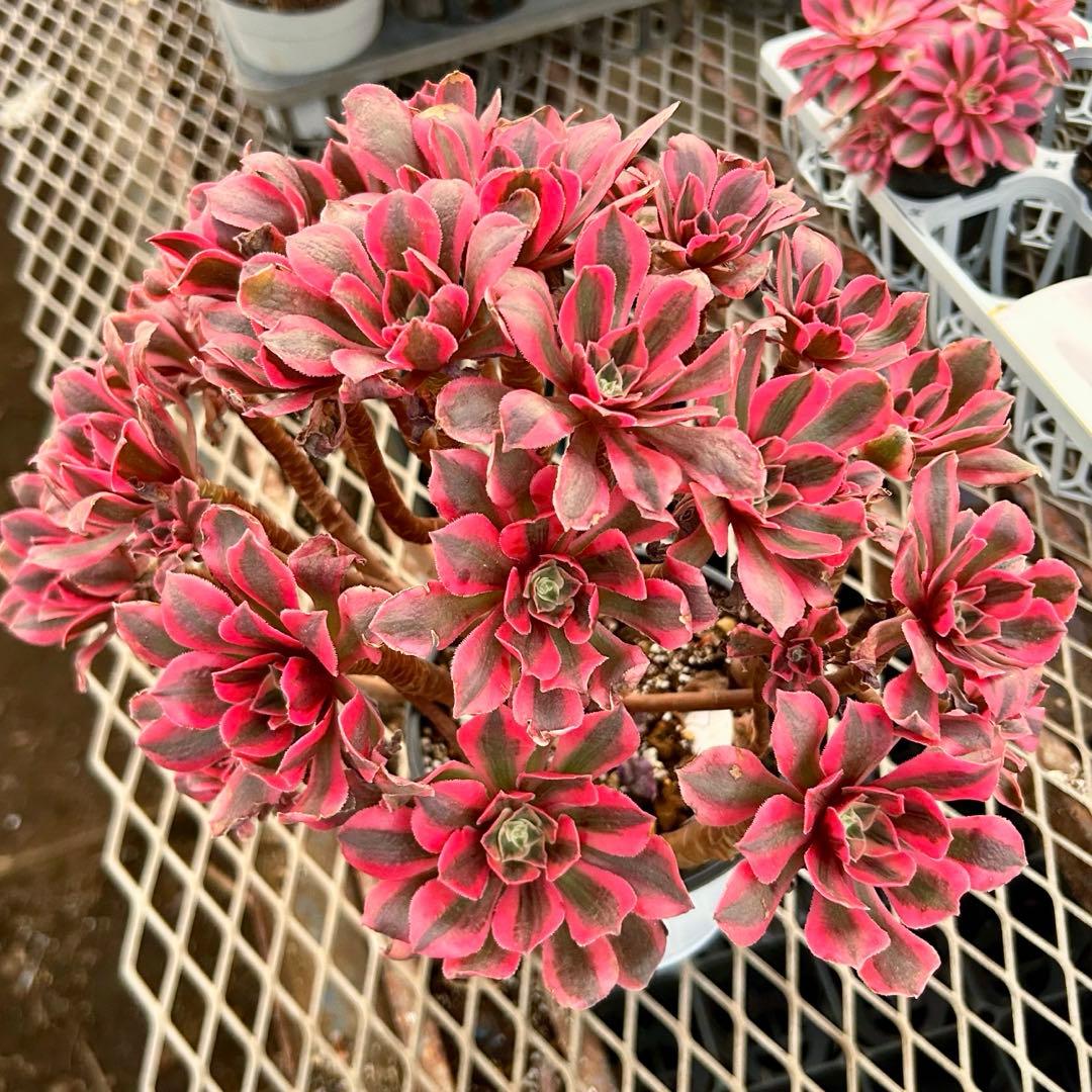 厳選‼️美苗‼️アエオニウム　ピンク魔女法師錦　女妖　特大苗　抜き苗　コレクション品