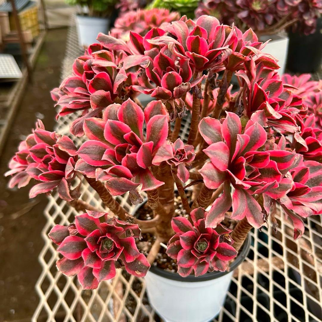 厳選‼️美苗‼️アエオニウム　ピンク魔女法師錦　女妖　特大苗　抜き苗　コレクション品