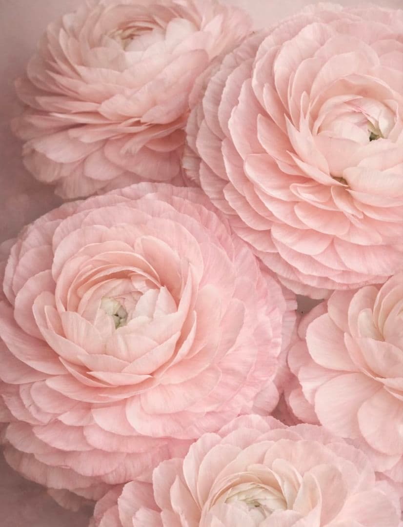 確認用　瑪瑙タワー　ピンク　グリーン　全方面虹