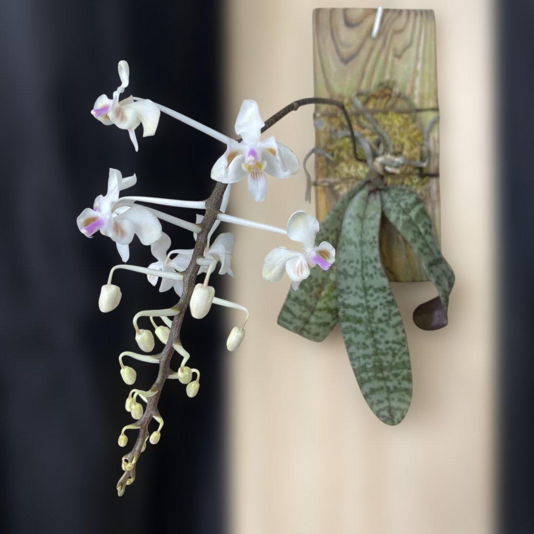 自然種　胡蝶蘭　原種　洋蘭　ファレノプシス　セレベンシス　celebensis