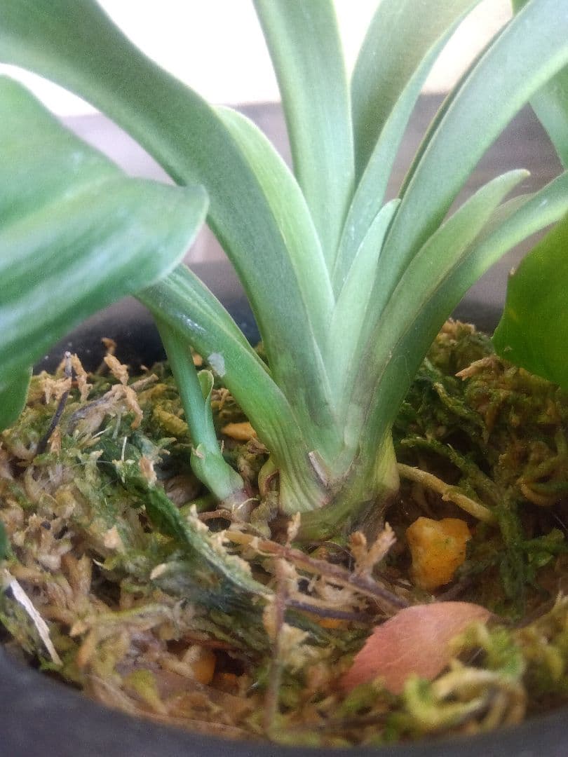 万年青　オモト　獅子　4.5号陶器鉢つき　子株つき❗　い