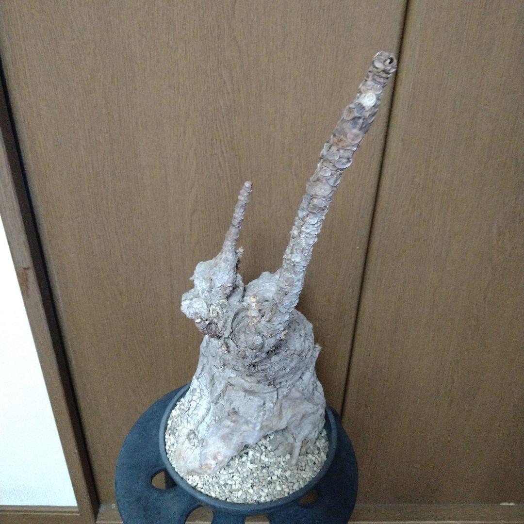 ▲現地球 大株 希少 Firmiana colorataファルミアナ コロラータ