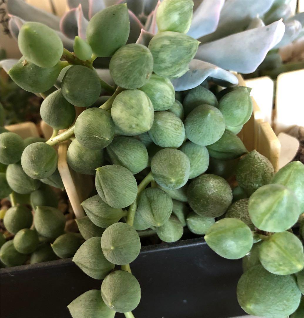 多肉植物^o^  エンジェルティアーズ錦