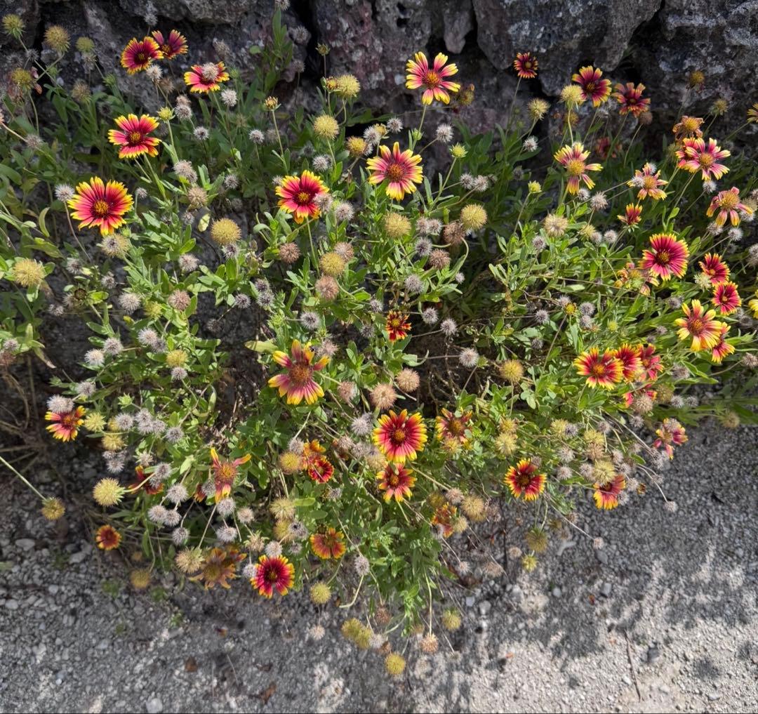 ⭐K⭐複数購入割引します。 ☆ ULLA ワコール☆G85 貴重サイズ新品