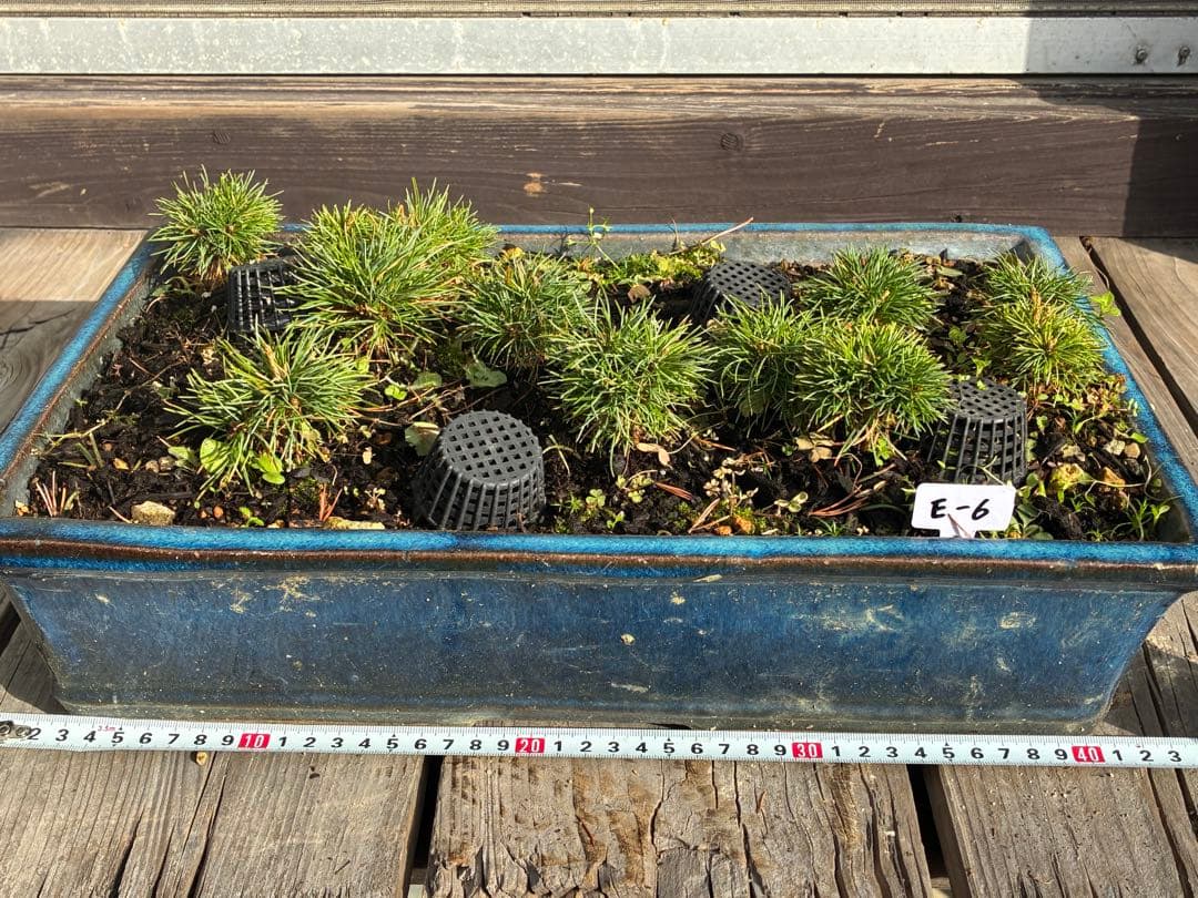 12本セット ★盆栽★ 赤石五葉松　 E-6 ★愛媛県より発送★