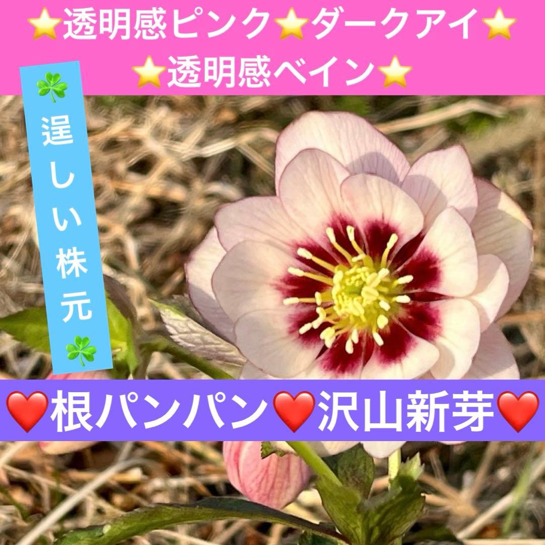 ヒ*ロ様 ☘️逞しい☘️根パンパン❤️沢山新芽❤️3202⭐️透明感ピンク⭐️ダ