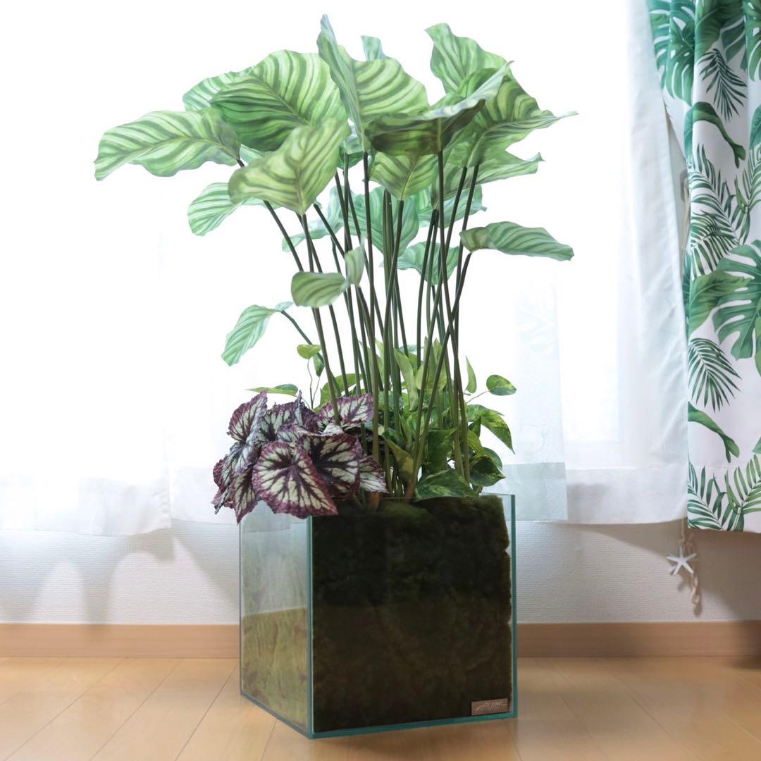 EMILIO ROBBA ギャザリング カラテア