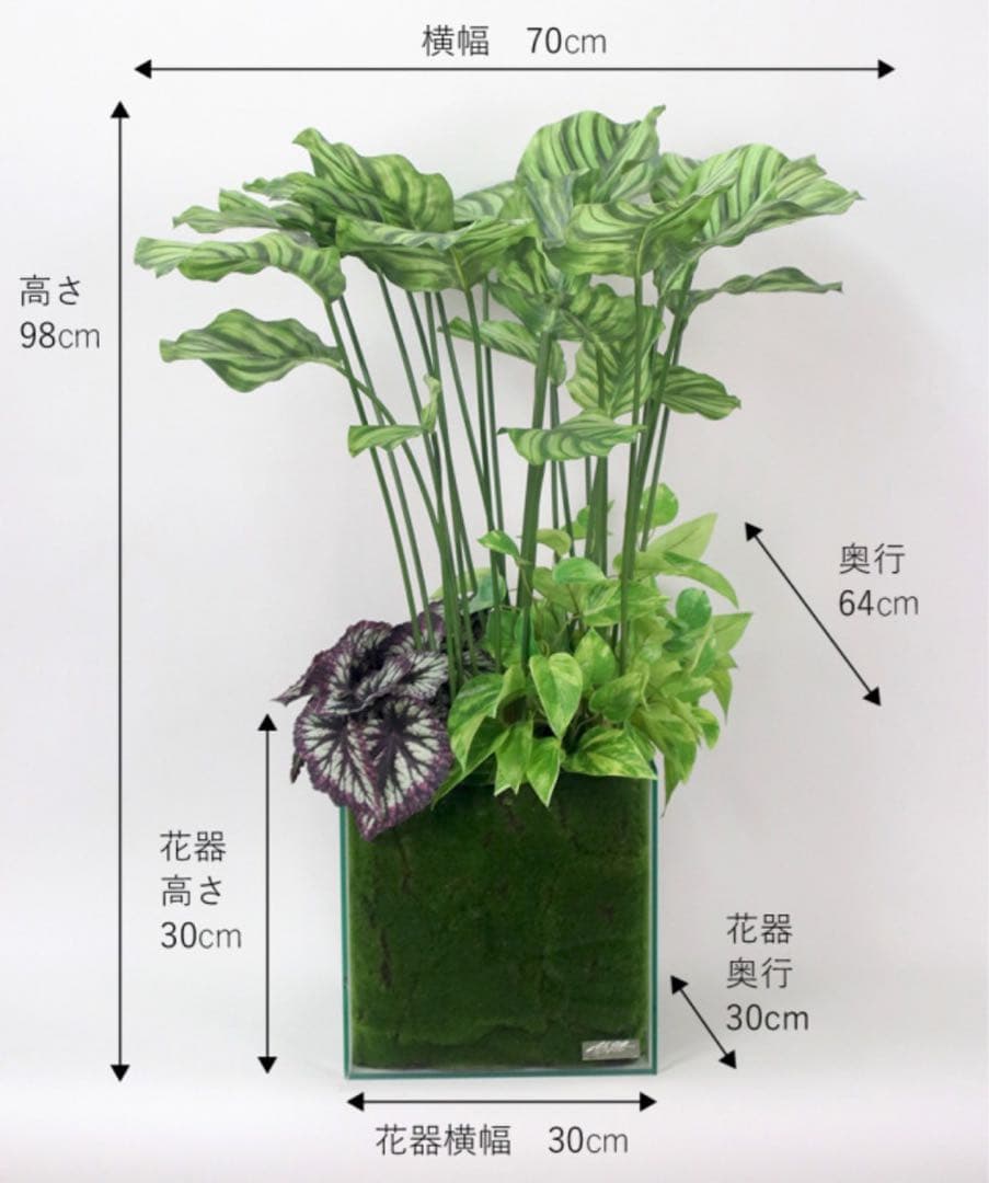 EMILIO ROBBA ギャザリング カラテア