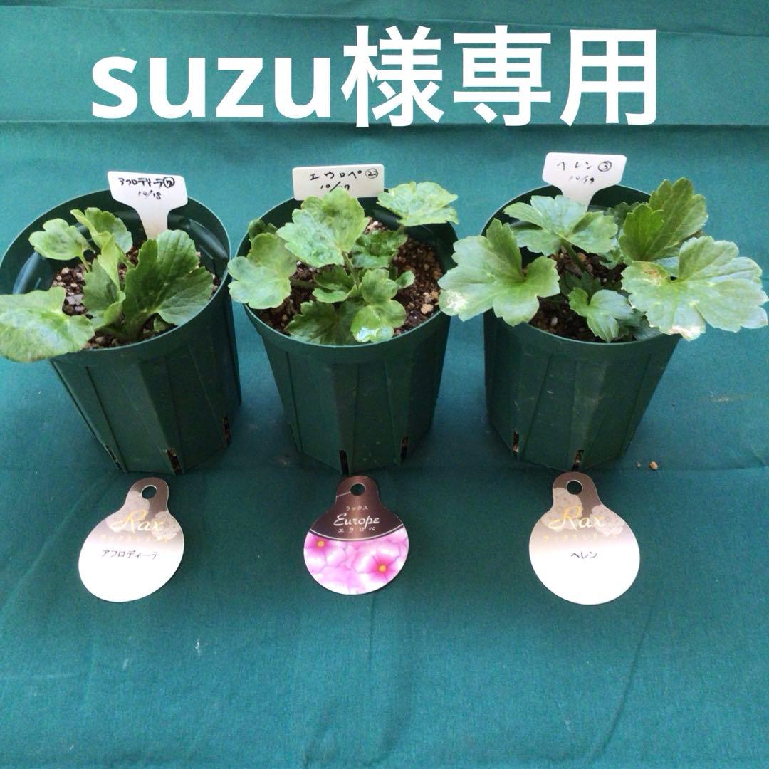 ラナンキュラスラックス　3鉢（ラベル添付）