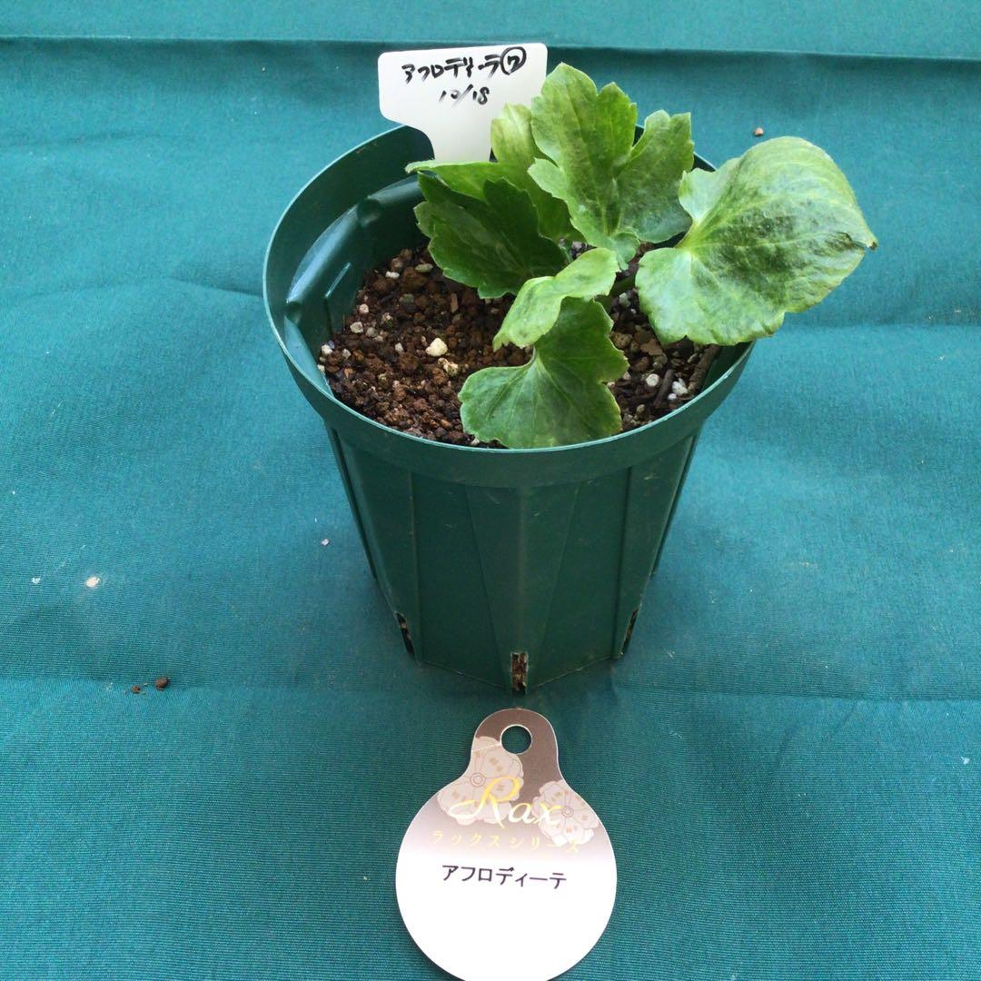 ラナンキュラスラックス　3鉢（ラベル添付）