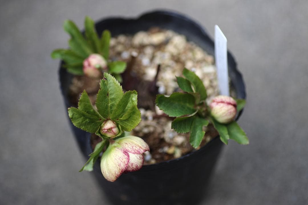 かーくん クリスマスローズ 開花株 DDイエロー刷毛ピコ（大株）