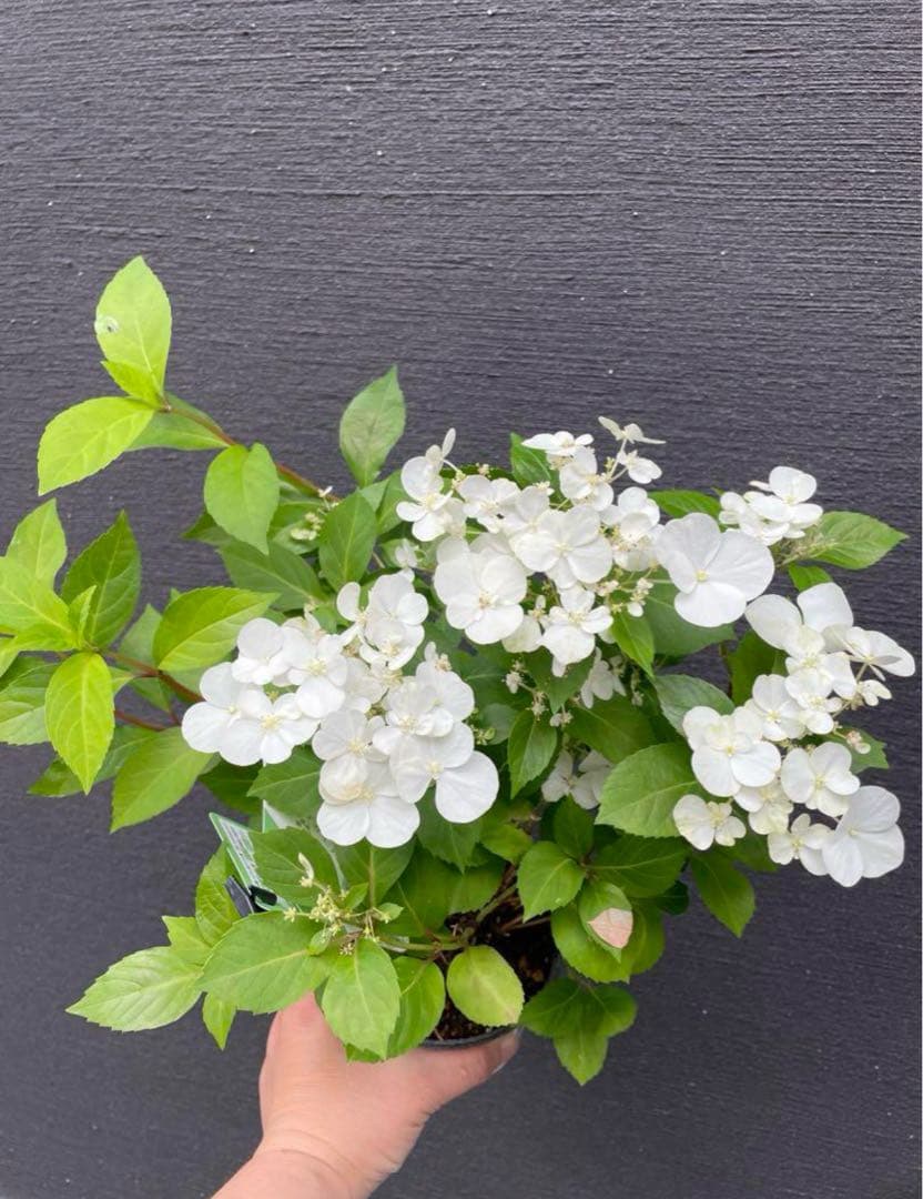 【花苗】ラグランジア　シャンデリーニ　タグ付き　正規品　お花開花中