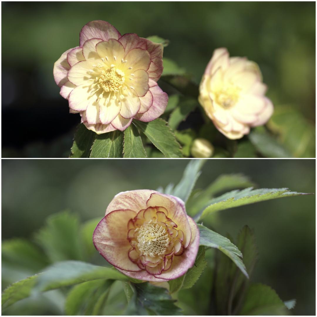 クリスマスローズ 小苗 DD蜃気楼×SD蜃気楼