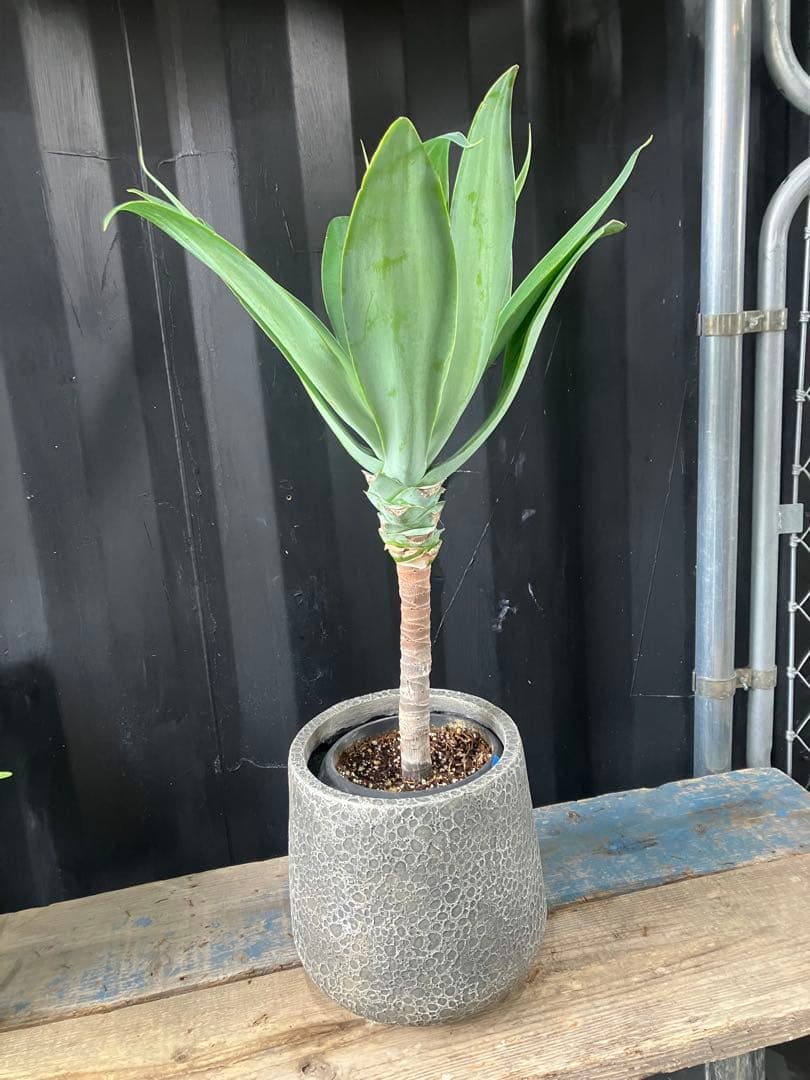 沖縄産　アガベ　ボーチンブルー　観葉植物 お祝い　プレゼント　アテーナータ　D
