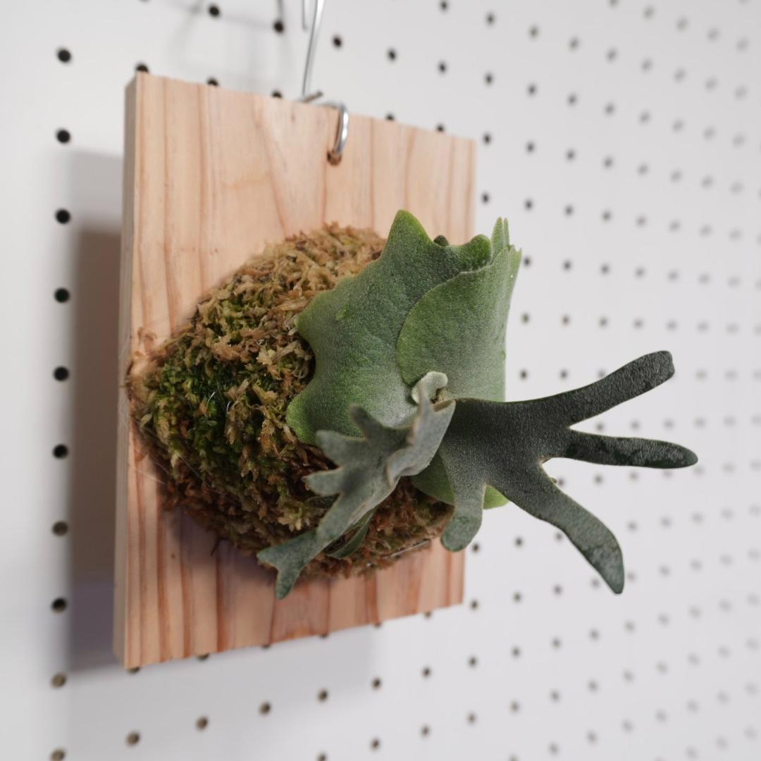 ビカクシダ OMG ウィリンキードワーフ 板付 O-5