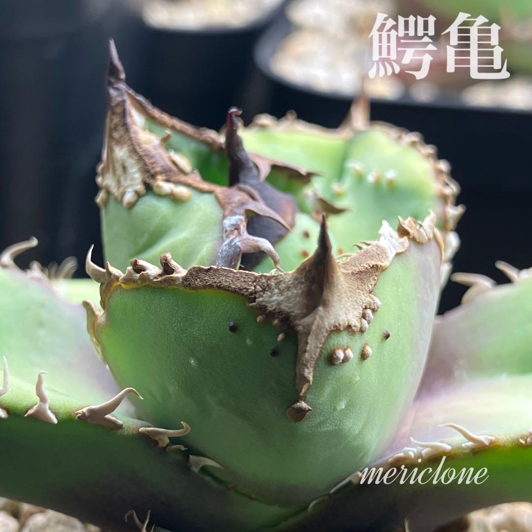 yyy　ぶつぶつ【鉢ごと発送】活着　太棘　アガベ　チタノタ　鰐亀　TC