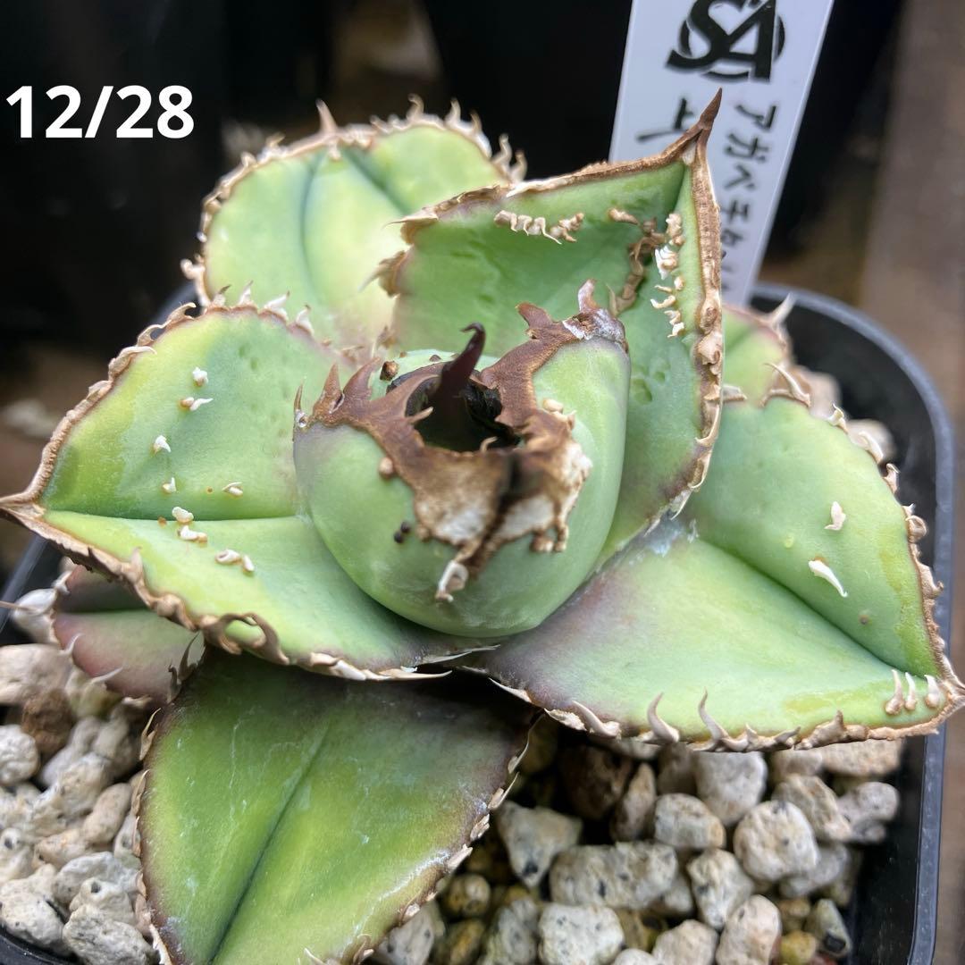 yyy　ぶつぶつ【鉢ごと発送】活着　太棘　アガベ　チタノタ　鰐亀　TC