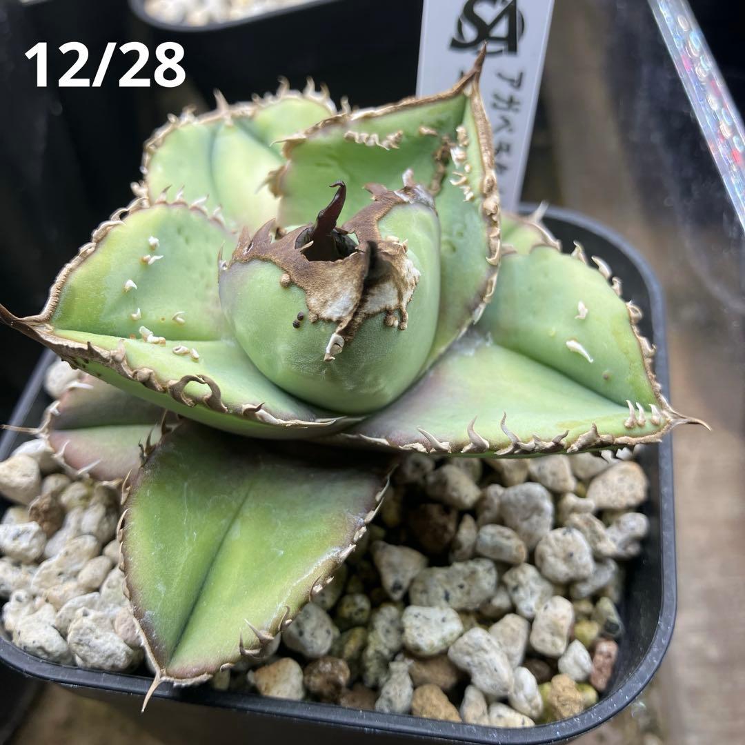 yyy　ぶつぶつ【鉢ごと発送】活着　太棘　アガベ　チタノタ　鰐亀　TC