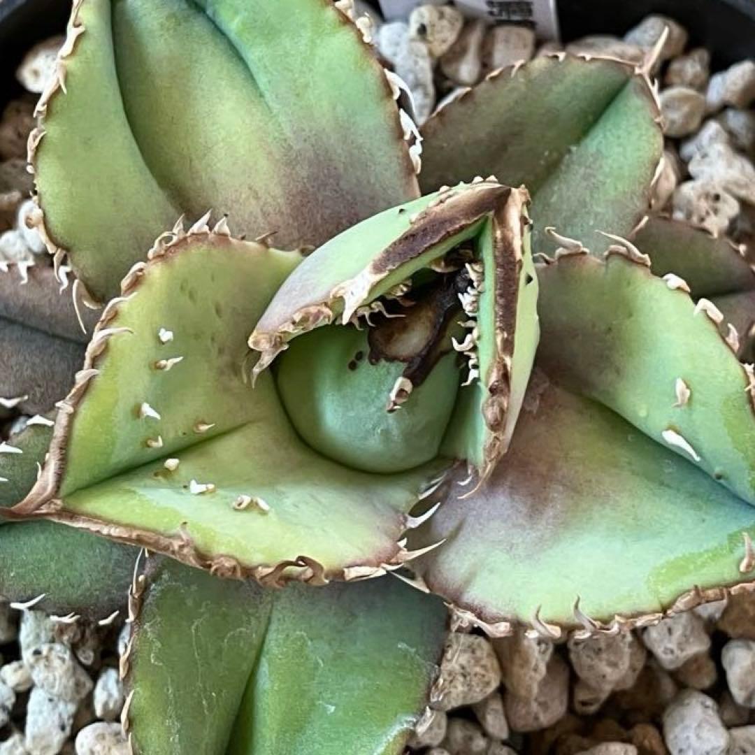 yyy　ぶつぶつ【鉢ごと発送】活着　太棘　アガベ　チタノタ　鰐亀　TC