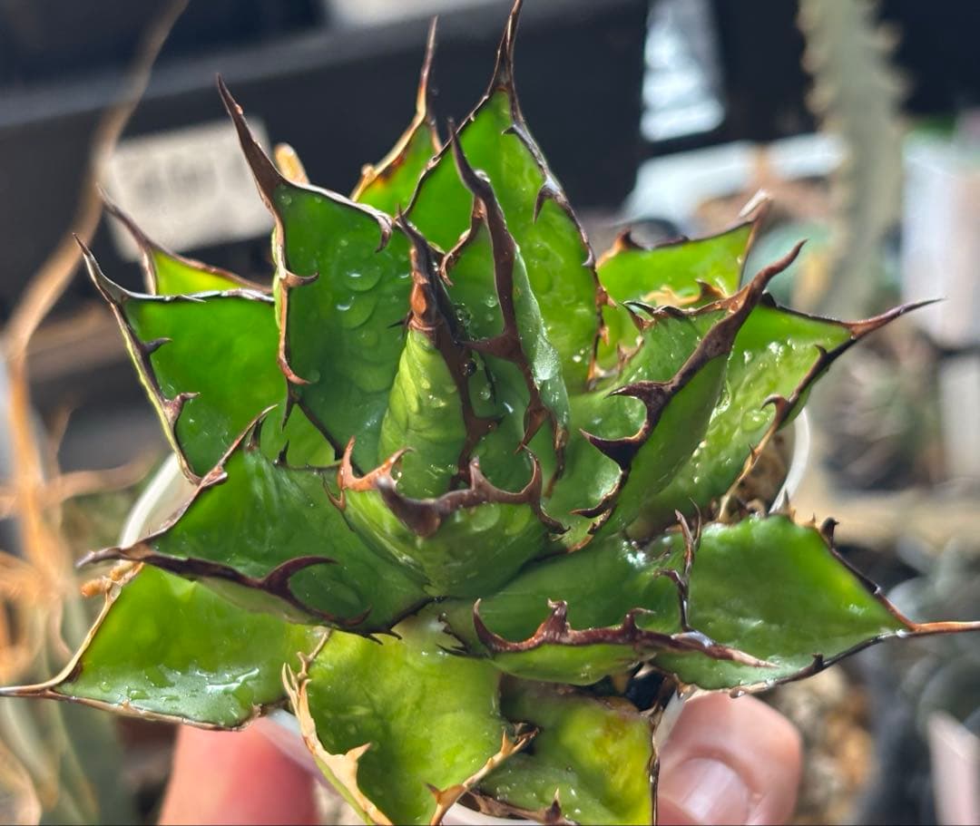 実生 妖炎短葉ホリダ 検索)オアハカ オテロイ チタノタ アガベ fo-076