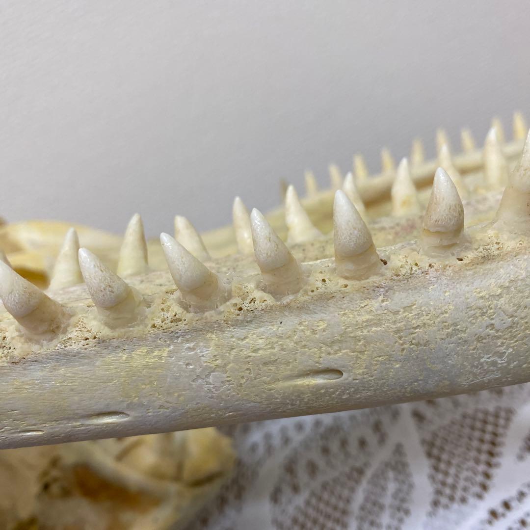 超希少種　シワハイルカ　頭骨　標本　海棲生物　いるか　イルカ